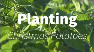 Planting- Christmas Potatoes