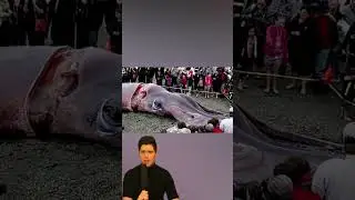 Make Way For The Giant Squid!🦑