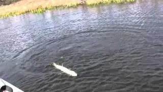 CANADIAN PIKE FIGHT