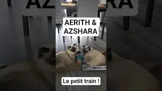 Petit train de ragdoll dans la maison ! Azshara & Aerith en mode express ! #ragdoll #ragdollcat