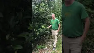 Japanese Plum/Loquat Tree