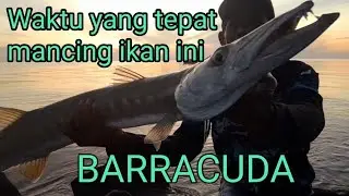 Inila waktu yang tepat sa'at mancing BARRACUDA  ..@anglerjuru2416