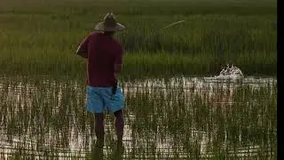 Stalking Lowcountry Tailing Redfish on The Fly!