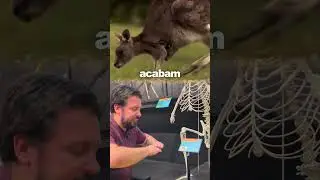 O P*** do CANGURU &eacute; GIGANTE!