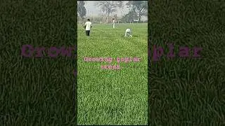 Transplanting Of poplar trees #poplar #farming #uttarakhand #howtogrowwintervegetables