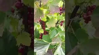 Red currant fruits #youtubeshorts #shortsfeed #shorts