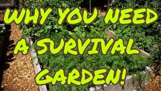 SHTF Survival Garden! Update And Why We Do This