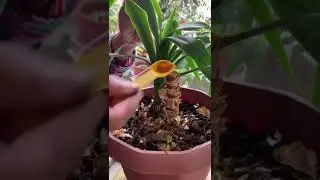 how to propagate yucca palm by cutting #shortsvideo #foryou #houseplants #nature #plantlove