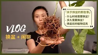 给合果芋Syngonium Army换盆 + 闲聊｜关于换盆的那些事