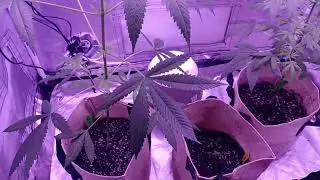 How to grow cannabis with cheap equipment 