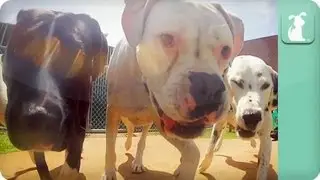 Dogs in Heaven - Dogs at Play