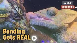 EXCLUSIVE RARE CATCH Chameleons First Meeting GETS ROUGH 🦎 #reptileshow #veiledchameleon 