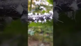 Wooly Aphids