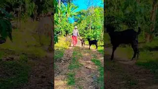 Umbrella Net Fishing with Goats & Dog 🐐🐕🎣 | Pure Countryside Living