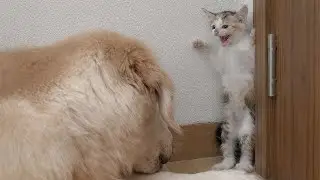 How an Abandoned Tiny Kitten Goes From Fearing to Loving a Golden Retriever