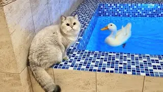 Pikachu inspects the pool