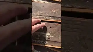 shed 03   removing all old siding or TGV