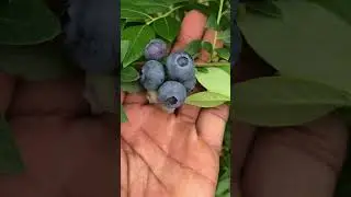 How To Keep Birds from Blueberry Bushes #shorts #gardening #garden