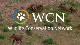 Wildlife Conservation Network | About Us