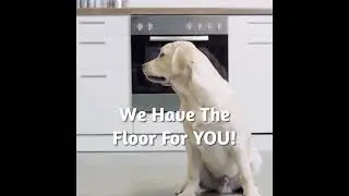 Capell Flooring and Interiors in Meridian, Idaho - Pet Friendly Flooring Options #boiseidaho