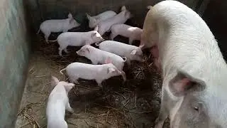 Discover the Surprise Way Mom Pig is Drinking Her Piglets!