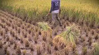Rural Life: Collecting the Rice Harvest the Old Way _FarmersLife _Shorts