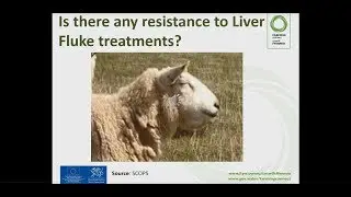 Llyngyr yr Iau Gwebinar | Liver Fluke Webinar