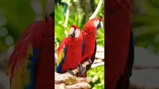 The Irresistible Allure of Scarlet Macaws.🥰😍🦜 #animals #photography #wildlife #neture