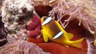 Anemone fish nesting, Marsa Nakari housereef April 7th 2012