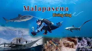 Malapascua Island, go Sucba Diving with the cutest sharks in the world.