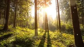  Calm Mind 🍃 &bull; Positive Energy &bull; Inner Peace Relaxing Chill Music for Sleep & Anxiety🏞️#nature 