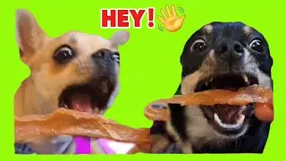 Three Chis and me is live! #live #dog #animals