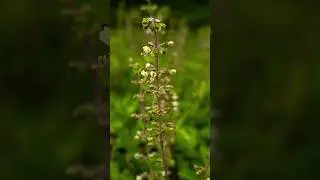Exploring the Beauty of Nature | Wildlife mobile Nature Photography.