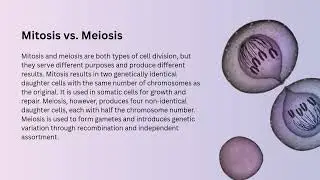 Cell Division Explained | Mitosis, Meiosis & the Cell Cycle | Doctors Explain