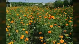 ICAR THEME SONG || INDIAN COUNCIL of AGRICULTURAL RESEARCH || FARMERS || DOCUMENTARY VIDEO