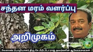 சந்தன மரம் வளர்ப்பு பற்றி அடிப்படையான விஷயங்கள் 🌱X. பிரிட்டோ ராஜ்🌱9944450552
