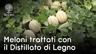 Distillato di Legno BioDea su Meloni - L'esperienza di Mario