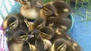 FALMOUTH, MA- Police: Drunken driver decapitates mother ducklings (05-19-09)