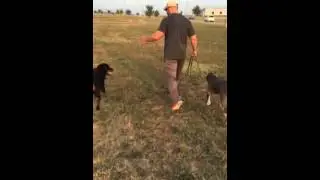 Pitbull Meets Rottweiler | structured Socialization With Pak Masters