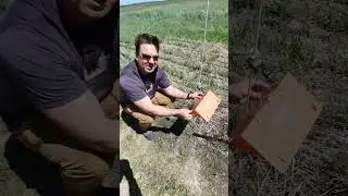 #midgebusters trap setup Pheromone trap set up to catch wheat midge.