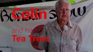How to BONSAI Tea Tree Bush