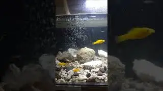 Guppys wild  MuLa sa iloG