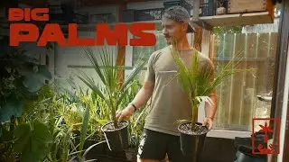 September Palm Updates
