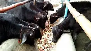 Use of Potatoes in Meat Farming | Katta Farming | Fattening Farm | Livestock Farming | Dairy Farming
