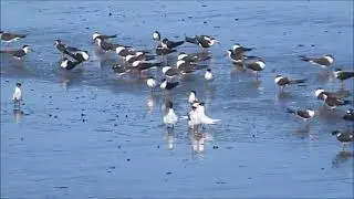 Birding Southern California First Half of 2025
