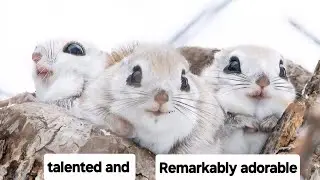 Japanese Dwarf flying squirrel | #animals #adventure #happy