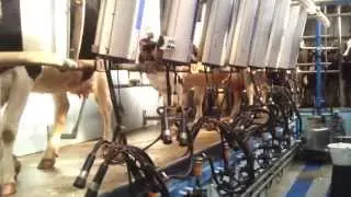 Salle de traite 2*8 , TPA en épi Delaval