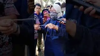 infus pada sapi