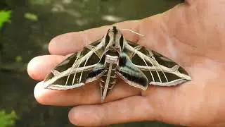Eumorpha vitis (Sphingidae)