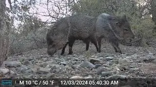 Javelina Trail Camera Episode 5 // Everyone's Grouchy
